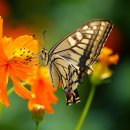 나비야놀자 이미지