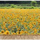 해바라기헤어숍