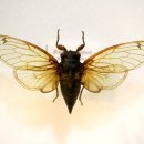 양평곤충박물관 이미지