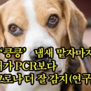 건강정보＞ ‘킁킁’ 냄새 맡자마자…개가 PCR보다 코로나 더 잘 감지(연구) 이미지