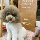 플러피코코 이미지
