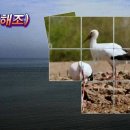 해조(海鳥)