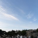 에딘버러CC노동조합 | 금산에딘버러 | 늦은 벚꽃 라운딩 후기