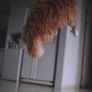 고양이날다 이미지