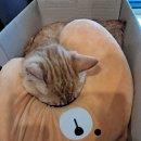 달봉이민박 이미지