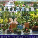 분당서현플라워