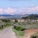 두그루나무 이미지