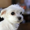 어서오시개 이미지