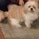 MY DOG GROOMING 이미지