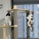 스타타워 | [캣타워] 퍼르르펙트 캣타워 스타필러 5단 후기