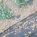 병길농장 Daum카페