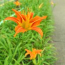 철길숲(양학동) 이미지