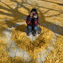 대불주거로 느티나무 가로수길 | 사계절이 예쁜 충남 아산 가볼만한곳