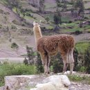 라마 - 파주시 청석로 260 | 라마