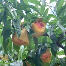 장택농장 이미지