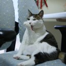 착한 고양이 이미지