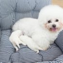 미스터브리더 이미지