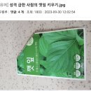 성격 급한 사람의 깻잎 키우기 이미지