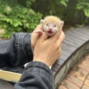 동물보육원 김해지부 | [구조 이야기] 길에서 구조된 2주 된 아기 고양이 ‘봉식이’ – 동물보육원 용인지부에서 만난 인연