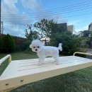 킴스애견미용실 이미지