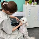 베리펫살롱 이미지