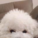 날다펫 이미지