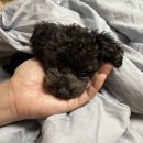 살구펫 | 인천송도 송현아 트리플스트리트 실내애견동반 가능한 카페! 펫프랜들리 '커피빈' 후기