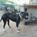 날으는 돈까스 이미지