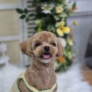 우동펫(우리동네 펫 서비스) | 용종동애견미용 반려동물의 멋진 변신기, 우리동네펫샵 후기