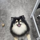 희희퍼피 이미지