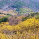 지리산산동산수유