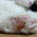 #오드아이 이미지