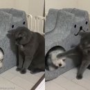 고양이집 이미지