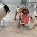 바나개 애견유치원 호텔 이미지