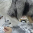 그루밍쇼 이미지