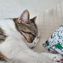 도안이비인후과의원 이미지