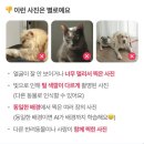 2023-0097 | 강아지 프로필사진 반려동물AI프로필 방법 및 후기