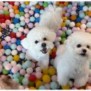 강아지 호텔 이미지