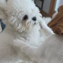 예쁜유치원 | 연희동 반려견유치원 개코스 후기