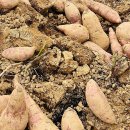 신동아농장 이미지