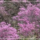 야생화 꽃밭 / 靑山 손병흥 이미지