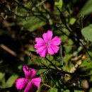 벌곡(대전) 이미지