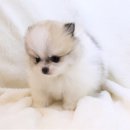 도그마루 강아지 고양이 양산화명점 이미지