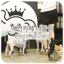 미용해주개 | 애견호텔 되는 개상전 애견까페 : 몽고베리 개캉스룩 ♬