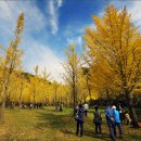 은행나무목장 이미지