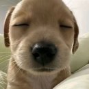 개슴츠레
