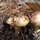 송이농장 이미지