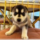 신반포로43길 35 | 대형견 종별 특징 인기품종 순위