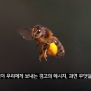 꿀벌이