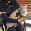 아프리카 동물병원 | 고양이 관절염, 네 마리 중 한 마리는 앓고 있다? 24시 아프리카동물병원에서 알려드립니다.